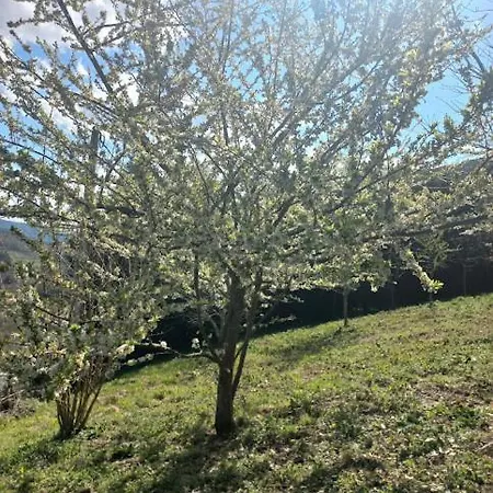 Lar Louseiras